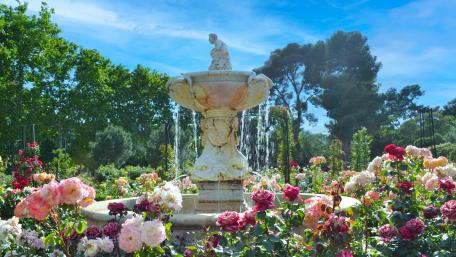 Vibrant Rose Garden with Fountain Scene wallpaper