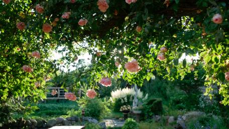 Delicate Pink Roses in a Lush Garden Scene wallpaper