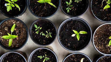 Gardening wallpaper