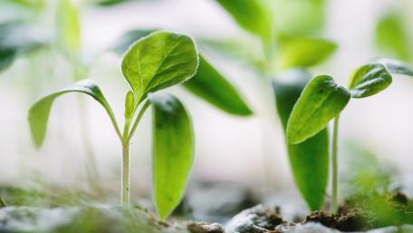 Fresh Seedlings Emerging in Lush Soil Garden Scene wallpaper