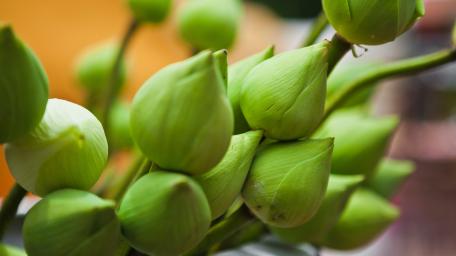 Nature's Lush Green Buds Wallpaper wallpaper