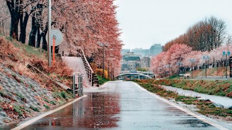 Seoul Street in Bloom wallpaper