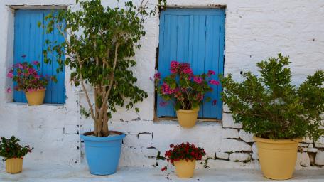 Vibrant Flowerpots Against Majorelle Blue Walls wallpaper