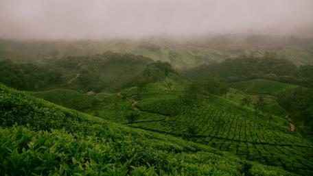 Tea plantations - India wallpaper