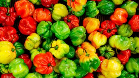 Jamaican Scotch Bonnet pepper wallpaper