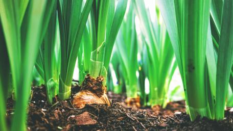 Plantation wallpaper