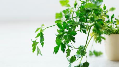 Coriander wallpaper