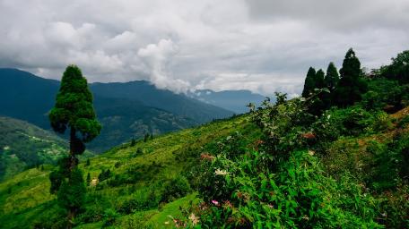 Hillside in Darjeeling wallpaper