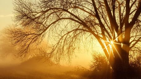 Golden Sunrays Through a Majestic Tree wallpaper