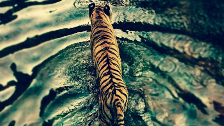 Majestic Bengal Tiger in Water wallpaper