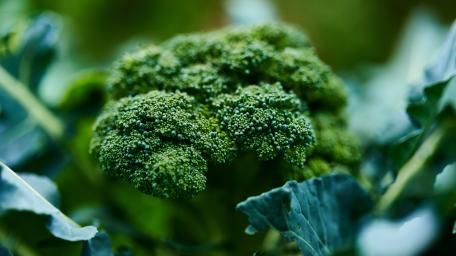 Vibrant Green Broccoli Close-Up Wallpaper wallpaper