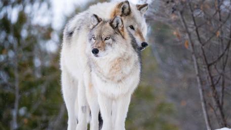 Majestic Wolves in Snowy Wilderness wallpaper