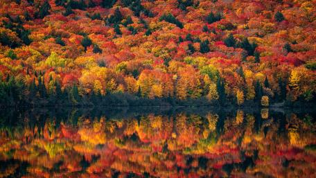 Vibrant Autumn Reflection in a Tranquil Forest Lake wallpaper