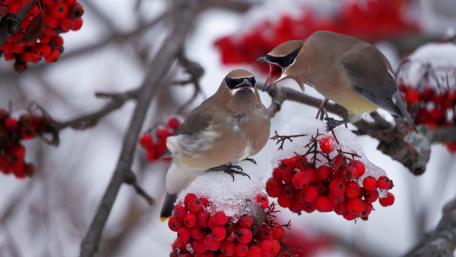 Waxwing wallpaper