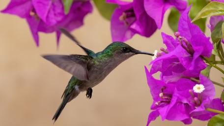 Hummingbird wallpaper