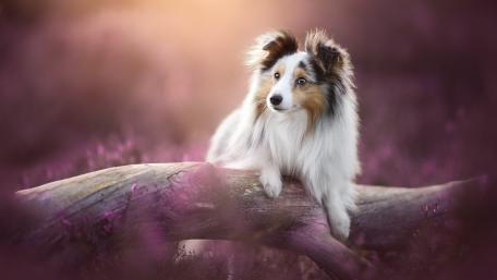 Shetland Sheepdog wallpaper