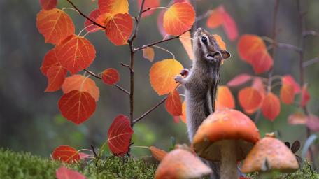 Chipmunk wallpaper