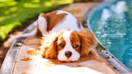Dog wallpaper