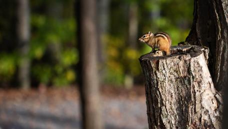 Chipmunk wallpaper