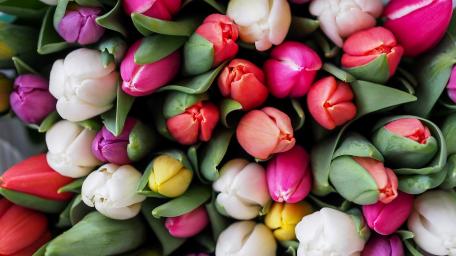 Vibrant Tulip Garden in Full Bloom wallpaper