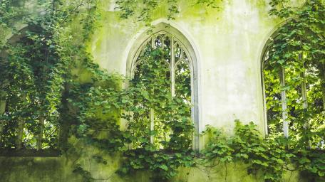 A Glimpse into Nature's Embrace wallpaper