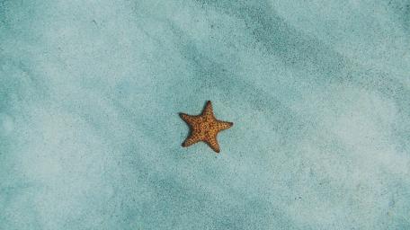 Starfish Serenity Underwater Wallpaper wallpaper