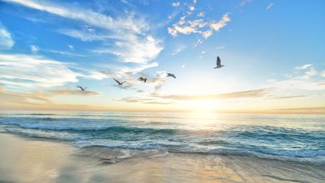 Soaring Seagulls Over Tranquil Waves wallpaper