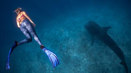 Underwater Adventure with a Gentle Giant wallpaper