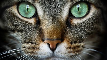 Cat face wallpaper