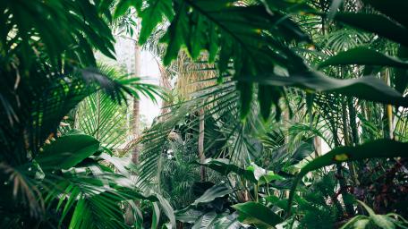 Lush Jungle Escape with Vibrant Greenery wallpaper