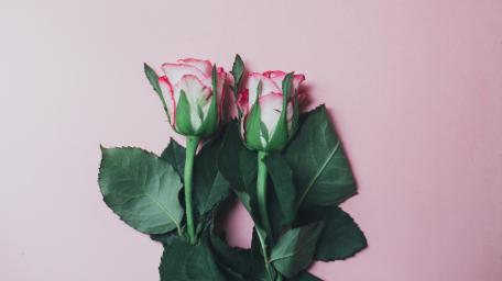 Elegant Pink Roses on Soft Background wallpaper