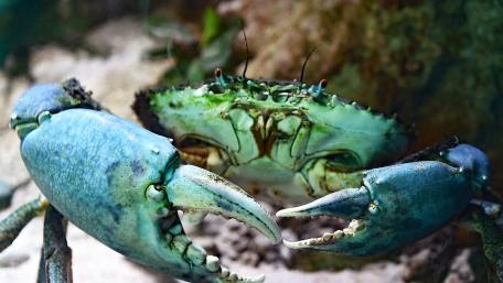 Crabs in Their Underwater Habitat wallpaper