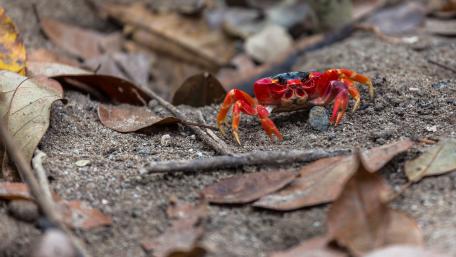 Vibrant Crab Amidst Autumn Leaves wallpaper