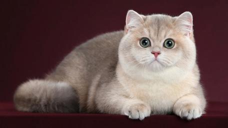 British Shorthair Cat wallpaper