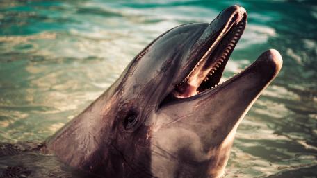 Dolphin wallpaper