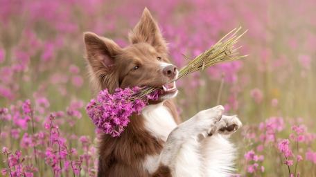Border Collie wallpaper