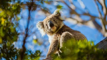 Koala wallpaper