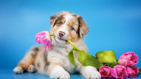 Dog wallpaper