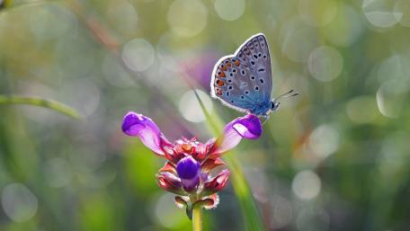 Peacock butterfly wallpaper