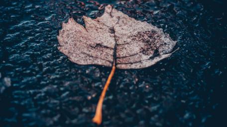 Fallen Leaf Embraced by Rain wallpaper