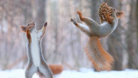 Playful Squirrels in Snowy Forest wallpaper