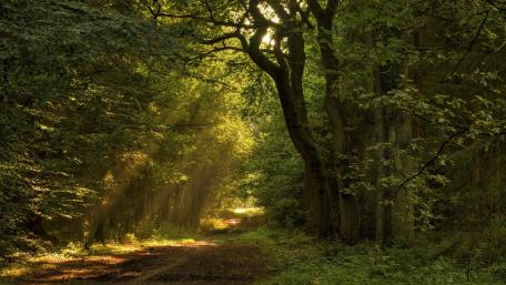 Serene Path Through Lush Green Forest wallpaper
