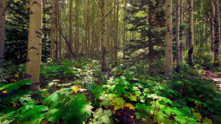 Whispers of the Aspen Forest wallpaper