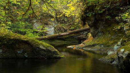 Tranquil Forest Stream Experience wallpaper
