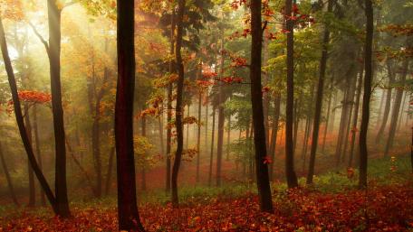 Serene Autumn Forest Embracing Nature's Colors wallpaper