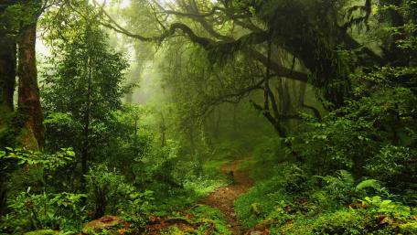 Pathway through an Enchanted Forest wallpaper