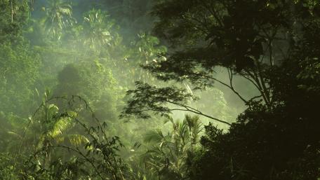 Enchanted Jungle Serenity wallpaper