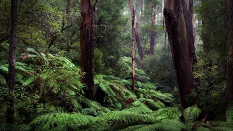 Mystical Depths of the Amazon Jungle wallpaper