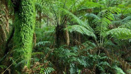 Lush Serenity of the Tropical Rainforest wallpaper