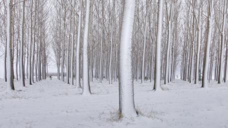 Winter Serenity in a Snowy Grove wallpaper